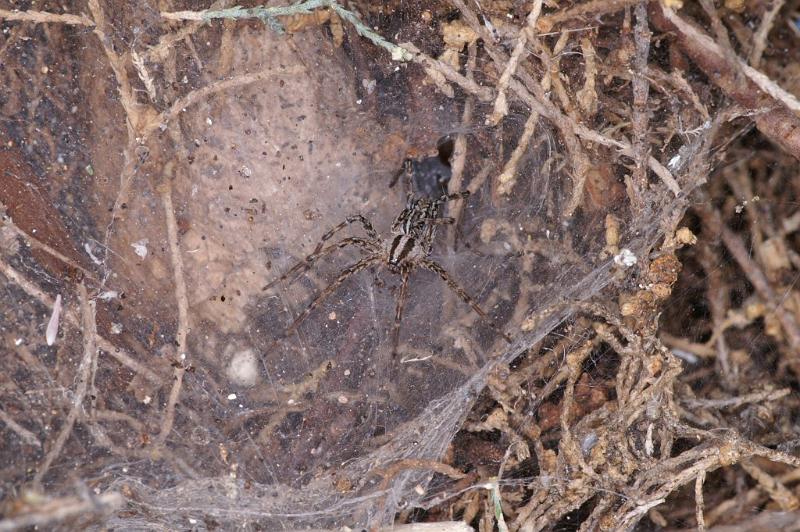 Agelena_canariensis_D3255_Z_87_Valle Gran Rey_Spanje.jpg